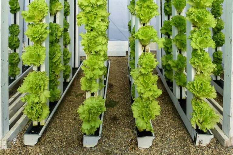 9 Tips for Growing Soilless Plants Organically in a Hydroponics System