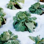 The 7 Best Vegetables You Can Plant During the Winter