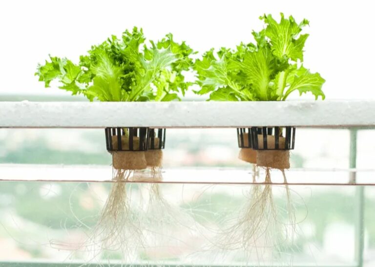 What You Should Know about Hydroponics